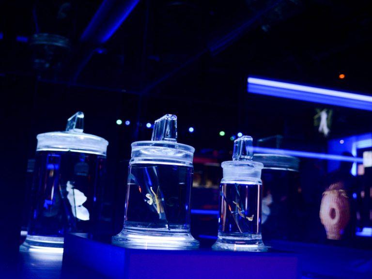 Gallery impression of the tapeworms. Photo credit: Iffah Iesa, 2021