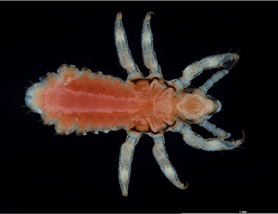 A close up image of the head louse Pediculus humanus capitis. Photo credit: Maimon Hussin, 2021