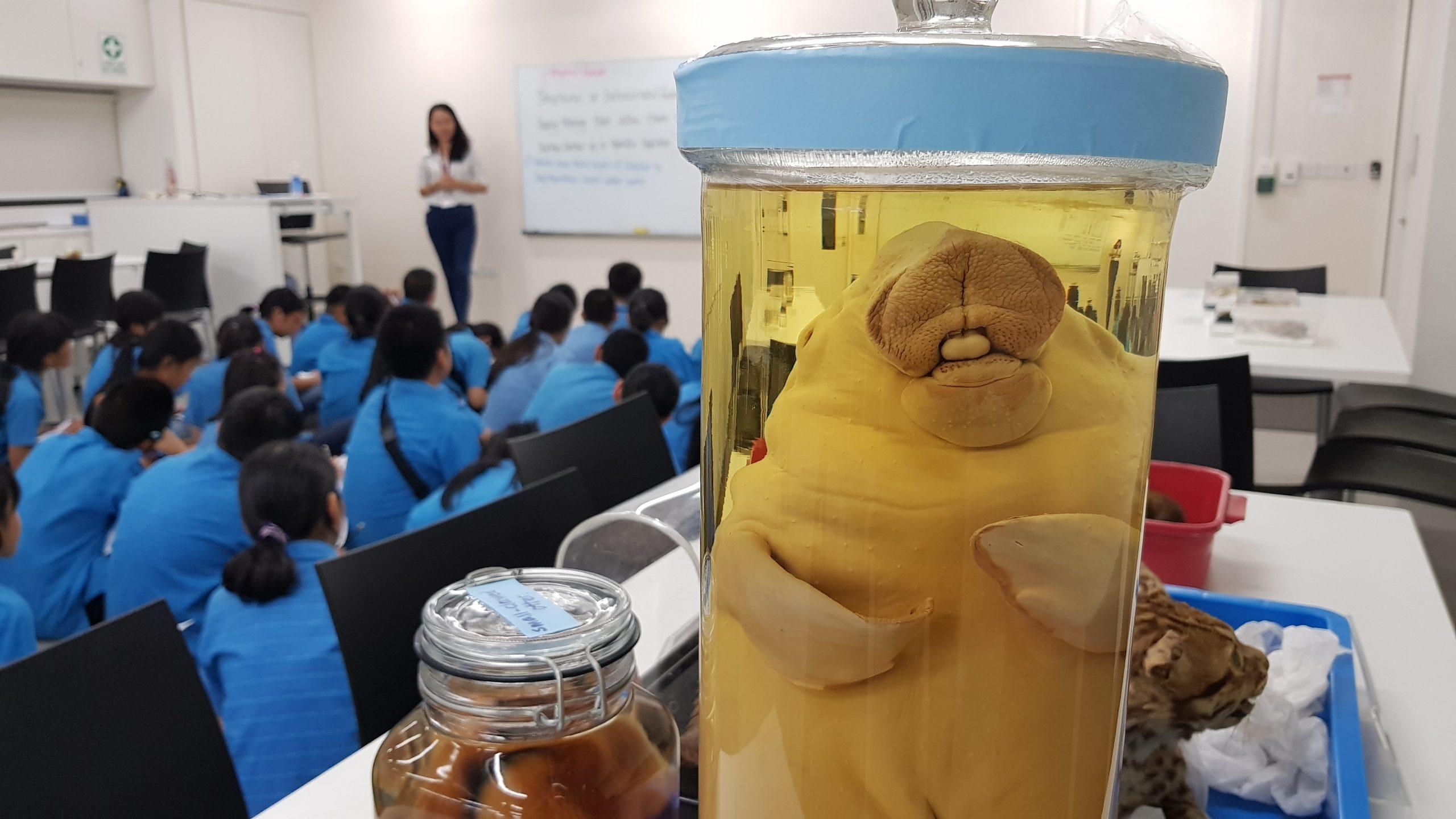 Students listening to an Education officer during the hands-on session of a workshop at the Museum’s learning lab, with the specimen of a dugong in the foreground.