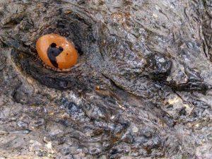 Photo credit: Kate Pocklington, 2017Before restoration: Kaiser’s glass eye upon preservation in 2007. Flaking skin can also be seen around the eyelid.