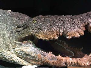 Photo credit: Kate Pocklington, 2018During restoration: Cracking skin, missing teeth and colour loss were all symptomatic of fluctuating environmental conditions, theft and age