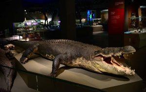 Photo credit: Kate Pocklington, 2020Kaiser at the Reptiles Zone, LKCNHM