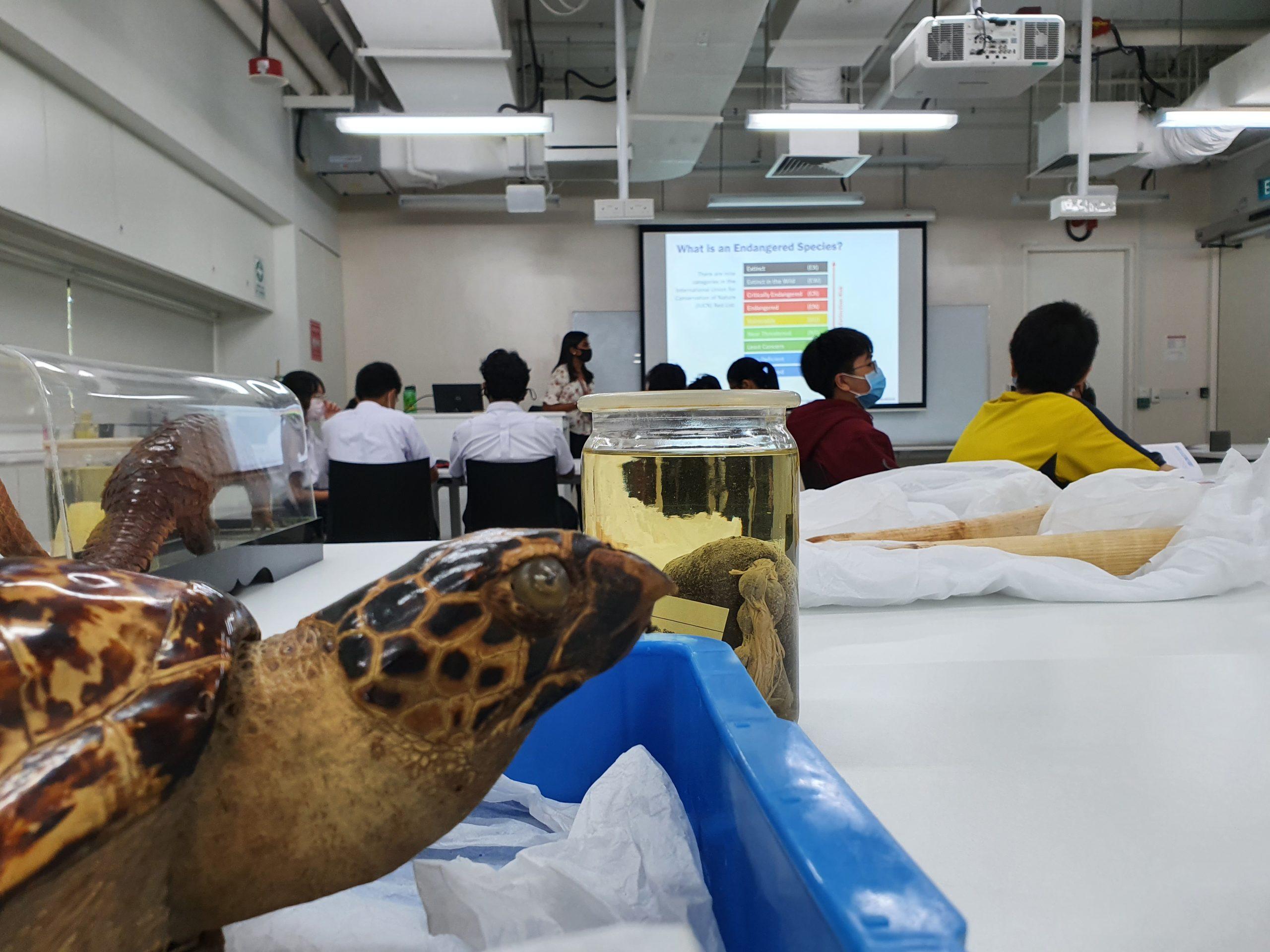 Students engaged in a hands-on session of the workshop, with the Museum specimens in the foreground.