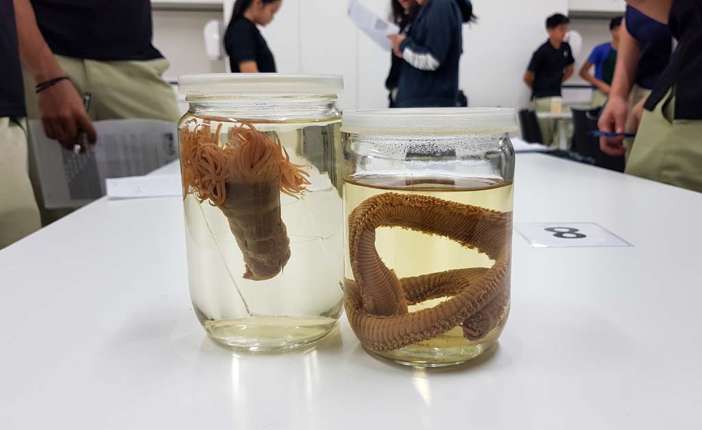 The marine reef worm and sea anemone are two of the many specimens that students get to observe up-close during this hands-on workshop.