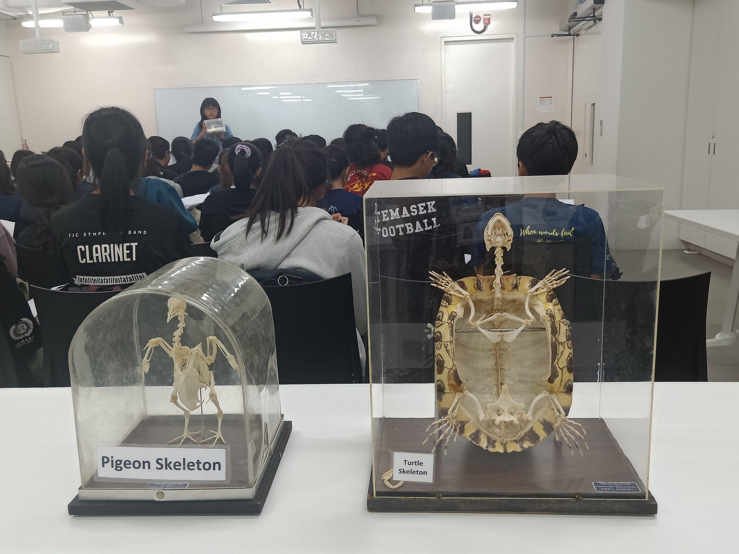 Turtle and pigeon skeletons are examples of specimens that students have the opportunity to observe up-close during the hands-on session of the workshop.