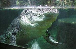 Photo credit: Kelvin Lim Kok PengKaiser at the Singapore Zoo in 2005