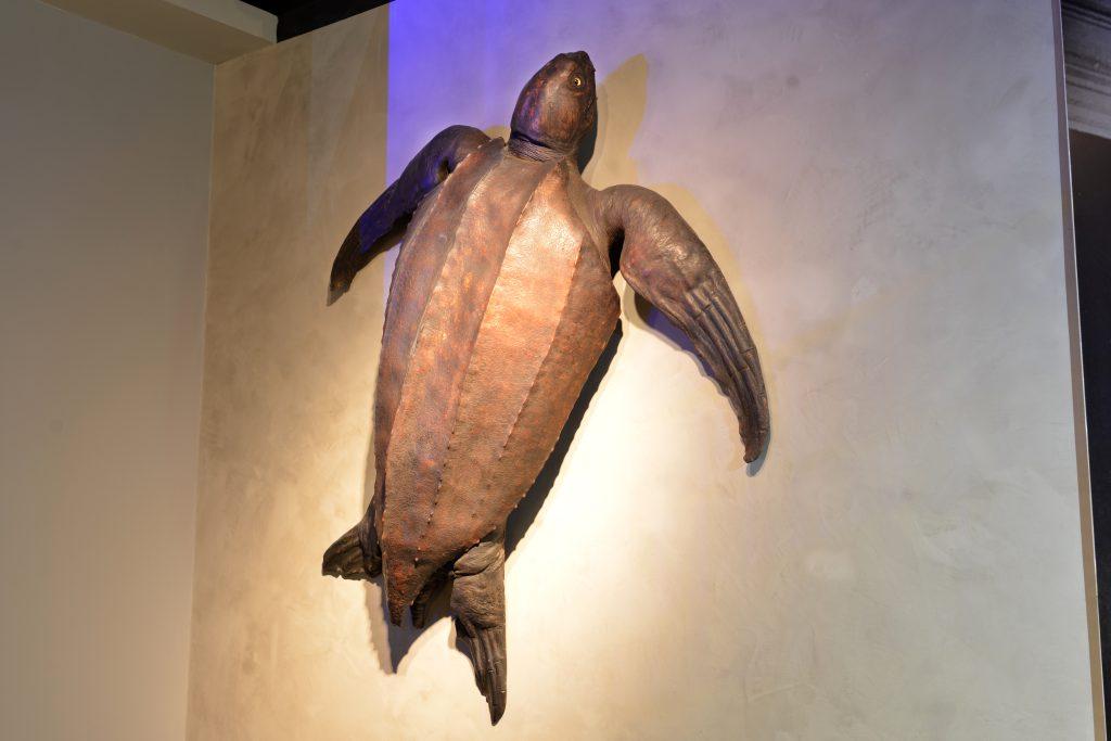 A leatherback turtle specimen mounted on the wall.