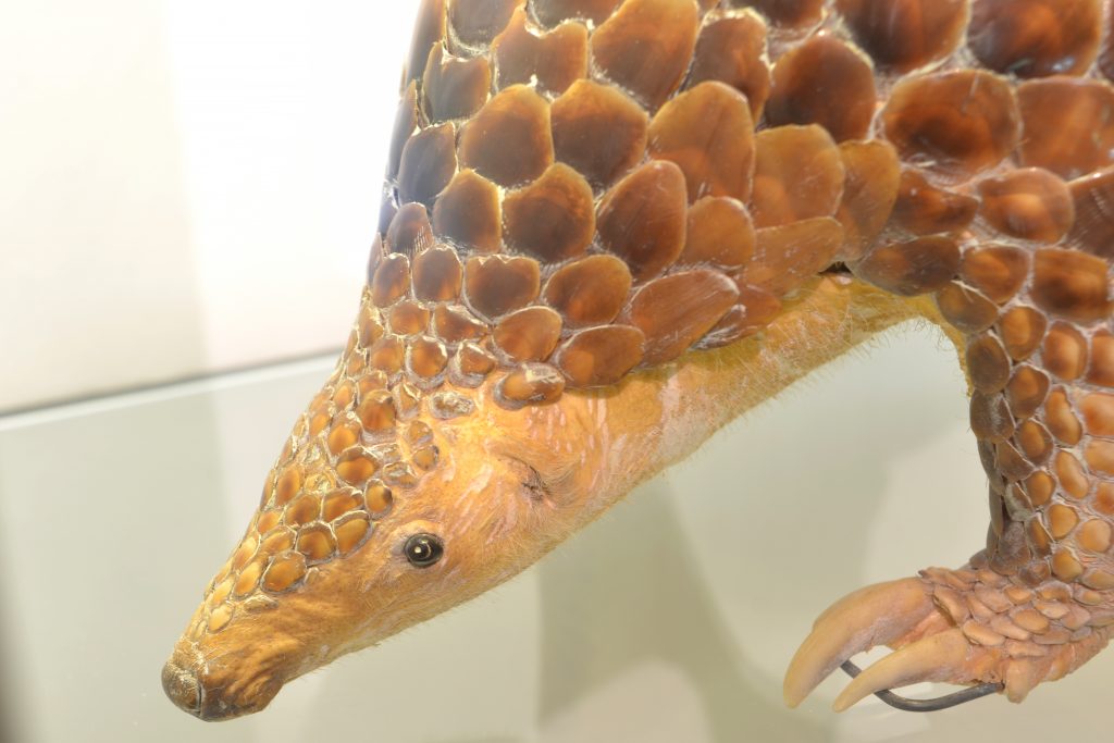 Close-up of a Sunda pangolin specimen.