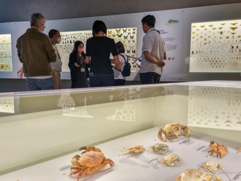 Volunteers from an organisation listening to an Education Officer during a training session in the gallery. Crab specimens on display are shown in the foreground.