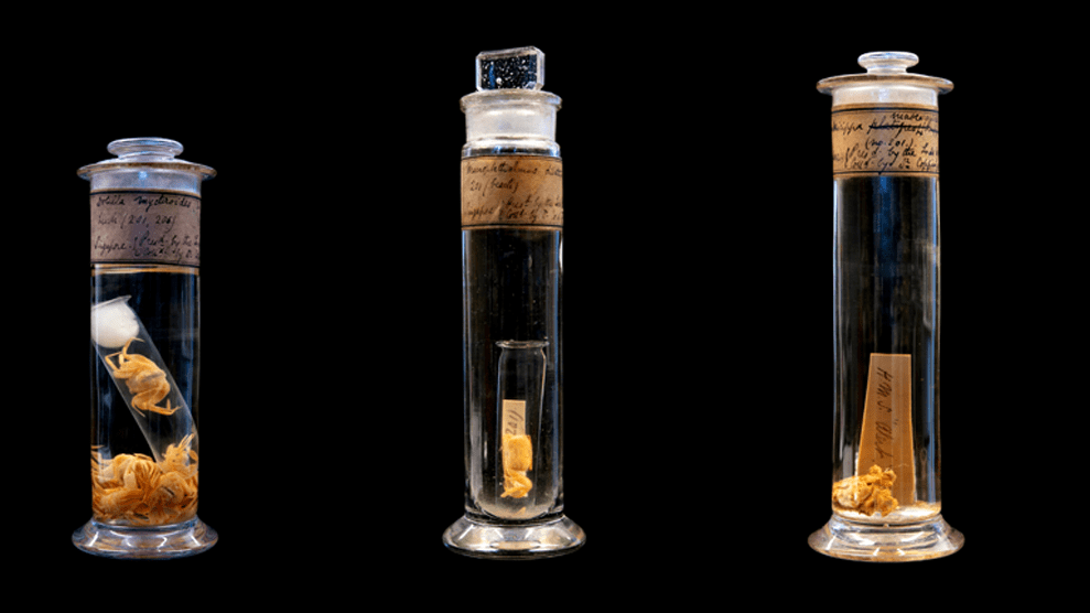 TOP RESEARCH SIGNIFY: A Digital Archive of  Singapore’s Historical  Biodiversity