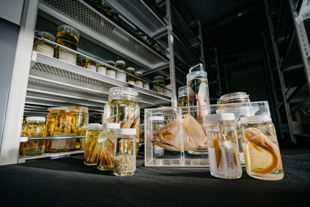 Fish specimens from the collections of the LKCNHM