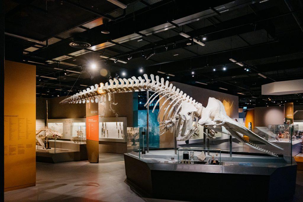 A 10.6-metre long female sperm whale skeleton on display.