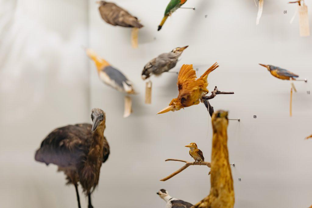 Preserved birds on display in the LKCNHM gallery