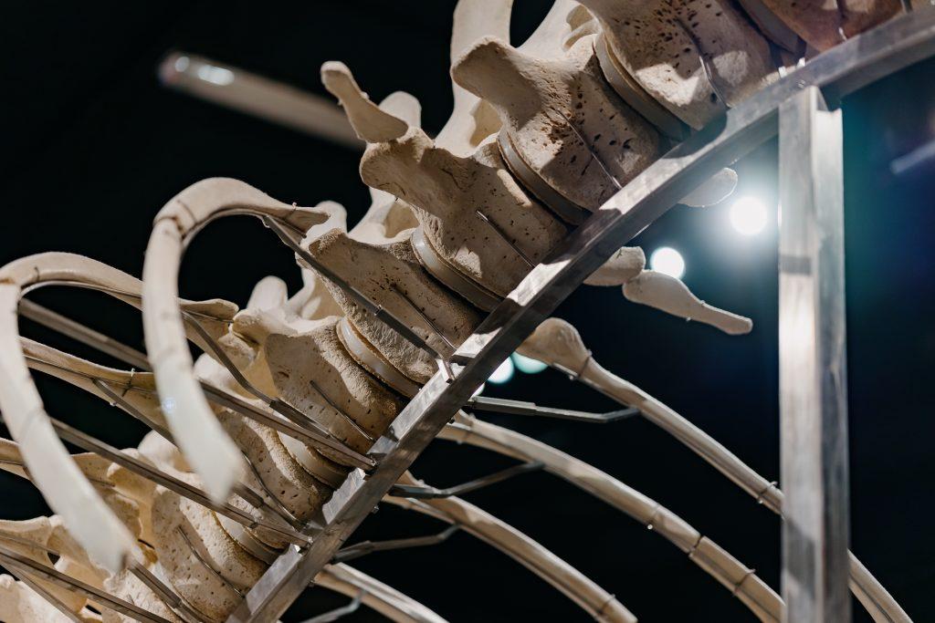 A close-up of the sperm whale skeletons.
