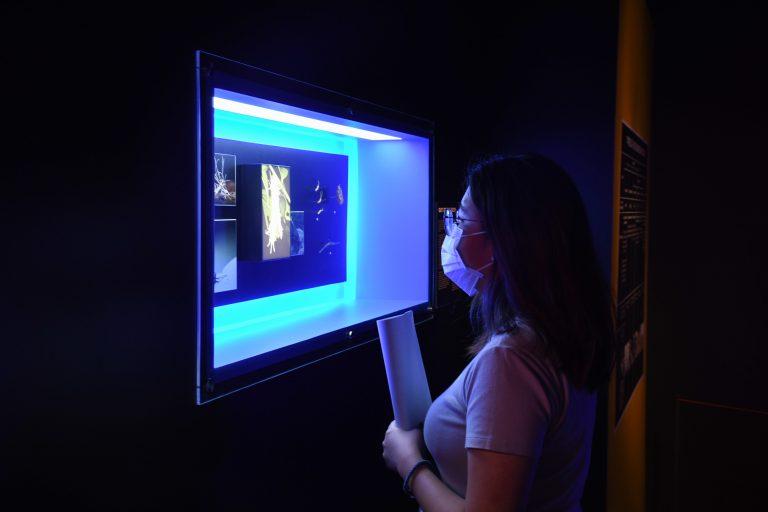 A visitor peering into the exhibition of the Cordyceps specimens.